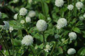 AMARANTINA GLOBOSA BIANCO NR.1000 SEMI